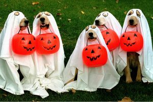 portada perros halloween